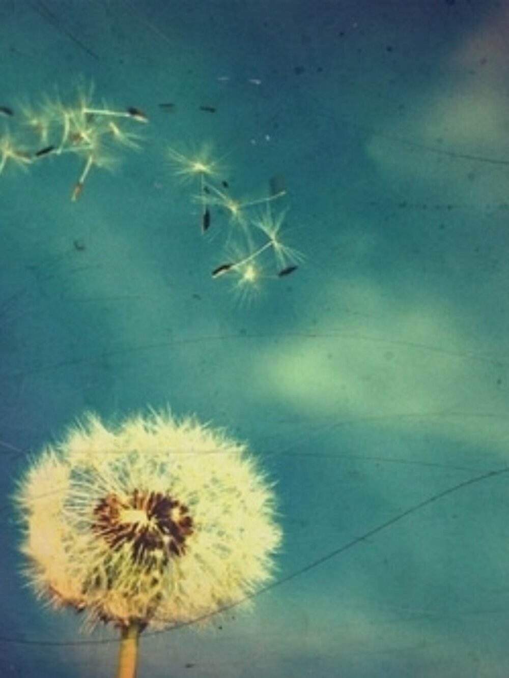 Meet your Posher, Jenny!